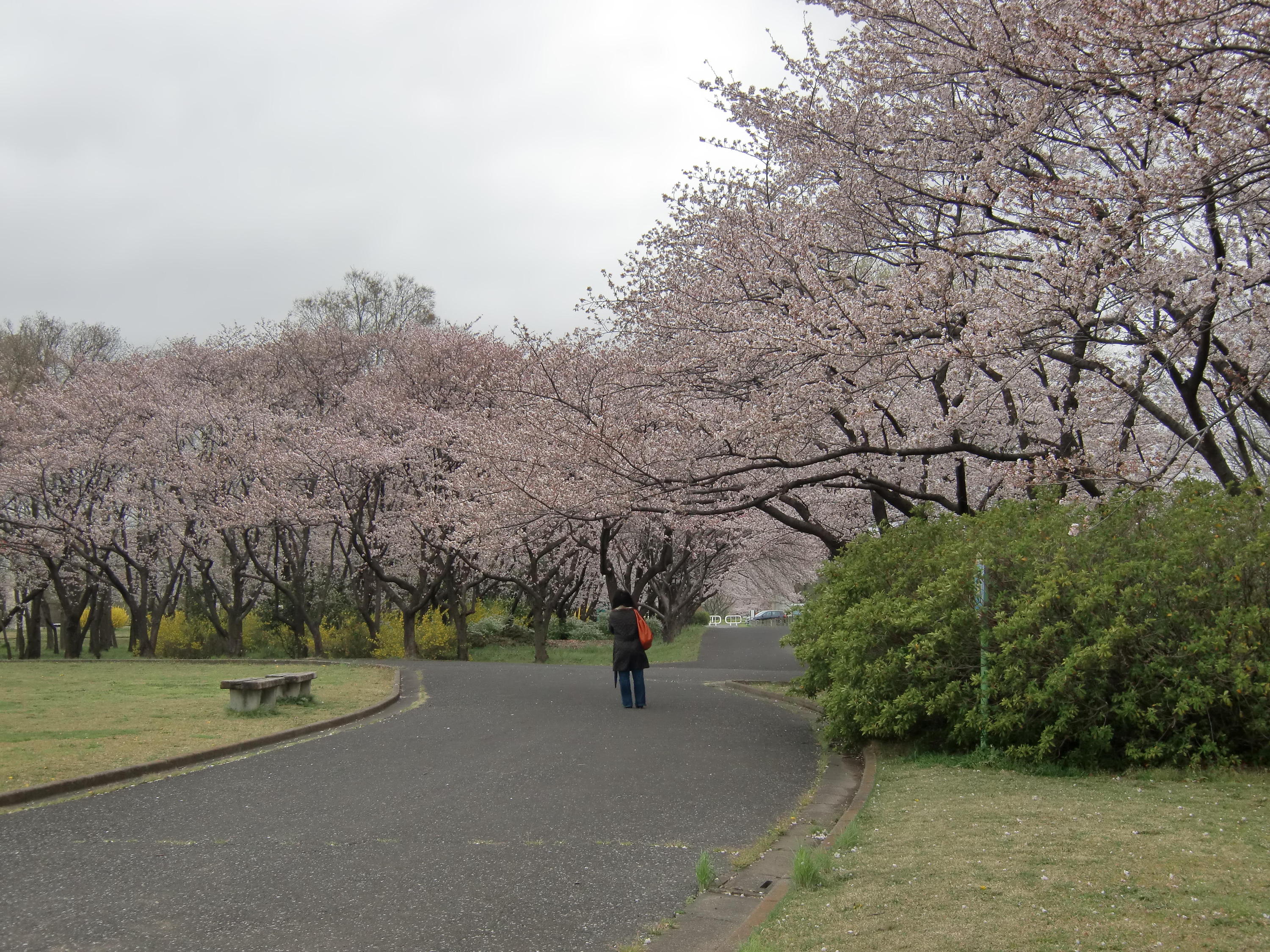 秋ヶ瀬公園の桜