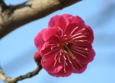 秋間梅林の紅梅