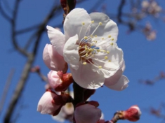 秋間梅林の白梅